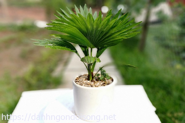 Trồng c&acirc;y trong nh&agrave; tắm giữ cho kh&ocirc;ng kh&iacute; lu&ocirc;n xanh
