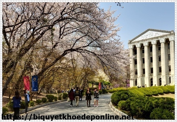 ng&agrave;nh đầu bếp khi du học H&agrave;n Quốc