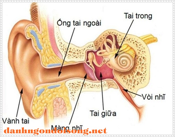 Bệnh l&yacute; về tai
